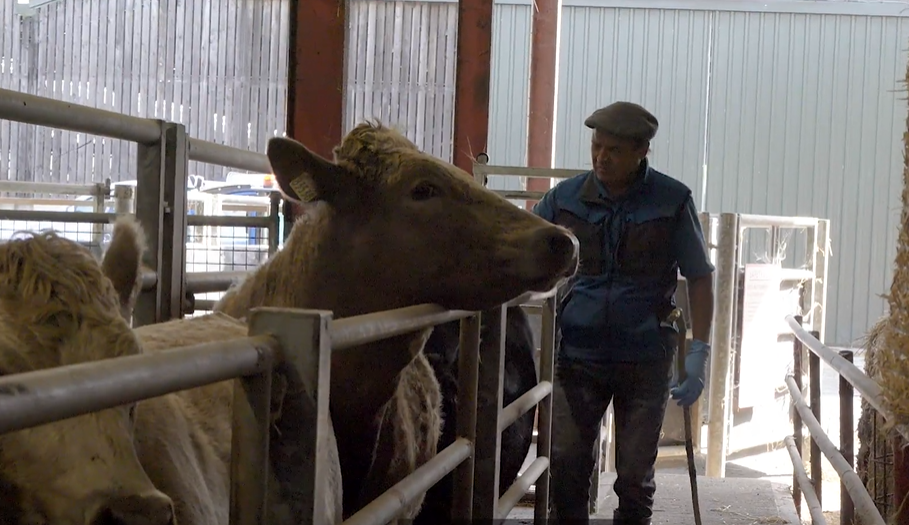 Beef Cattle Facilities